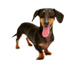 Dachshund Power