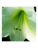 flower Study 19