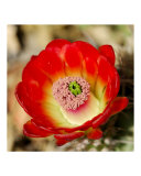 Cactus Red
