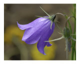 Flower Bell 1