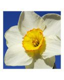 Daffodil 1