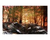 Dawn in the Forest