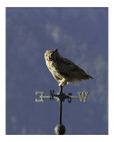 Vane Owl