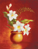 Amaryllis