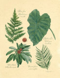 Rainforest Collection IV