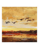 Canada Geese in Flight 1
