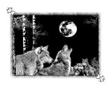 Night Wolves