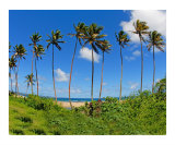 tall palm trees