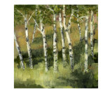 Birches near a Lake Michigan Dune