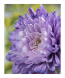 Chrysanthemum