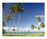 Palms on Taveuni
