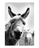 Straad Donkeys