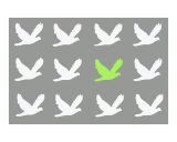Lime Bird
