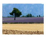 Lavender Landscape