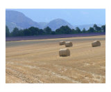 Summer in Provence