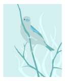 PERCH AQUA