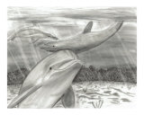 3 Dolphins Playing in Shallow Waters