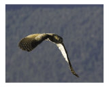 Sandia Owl