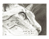 Black and White Fine Art House Cat Drawing