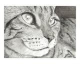 Close Up Portrait of a Tabby Cat