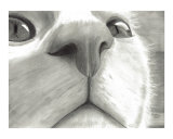 Cute Nosy Cat Drawing - Close Up Curiousity