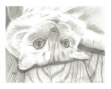 Playful Pineapple Upside Down Cat Drawing