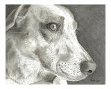 Black and White Fine Art Dog Portrait Drawing