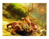 Shellfish