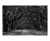 Wormsloe Plantation