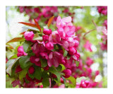 Cherry Blossoms