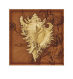 Conch