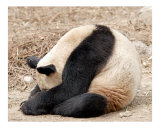 Giant Panda Bear Sleeping