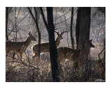 Dear Deer