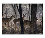 Dear Deer