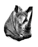 Rhino