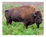 American Bison (Buffalo) Grazing