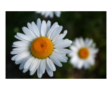 White Daisy 01