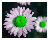 White Daisy 03