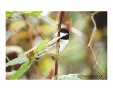 Black Capped Chickadee