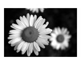 White Daisy 02 Black & White