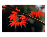 Japanese Maple in Fall 1