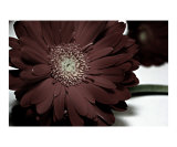 Dramatic Daisy