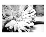 Tasty Gerbera Daisy
