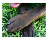 Chocolate Paws