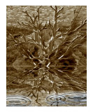 The tree of Life