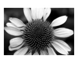 Echinacea 03
