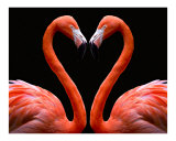 Kissing Flamingo Heart ( orange/pink )