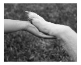 Hand in Paw