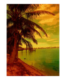 Tropic heat