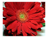 Big Red Gerbera Daisy